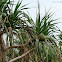 Pandanus tectorius 假菠蘿