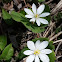 Bloodroot