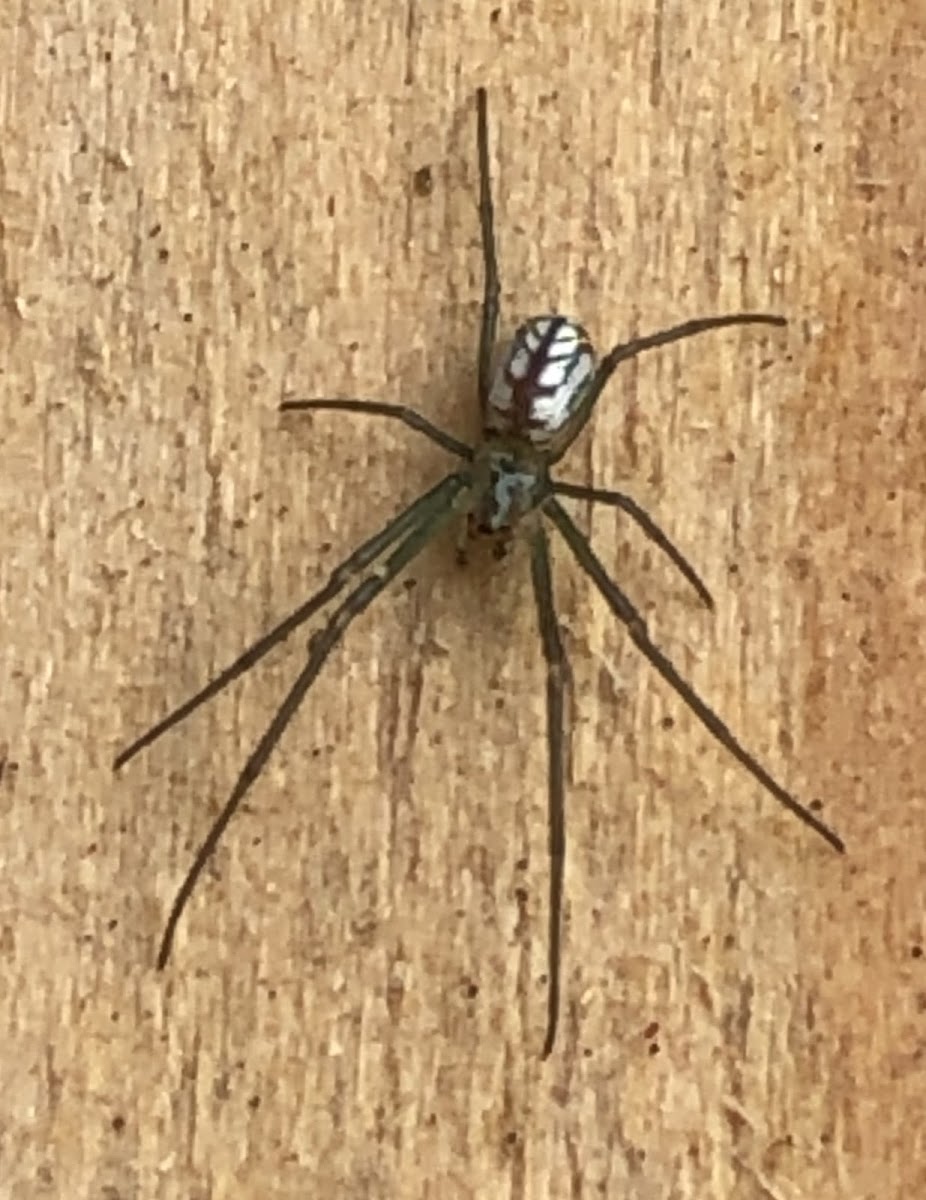 Orchard Orbweaver Spider