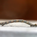 Twig Mimic Geometrid Caterpillar