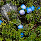 Himalayan Snowberry