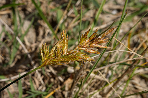 Carex arenaria