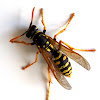 European wasp