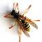 European wasp