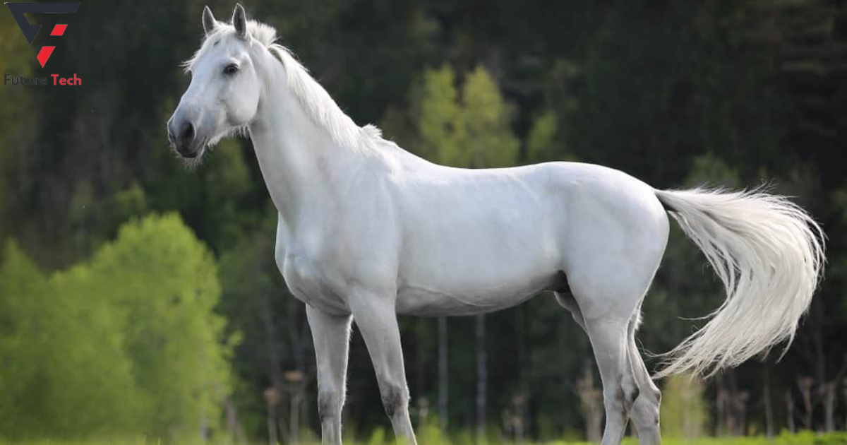 white horse