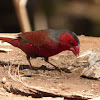 Crimson Finch (male)