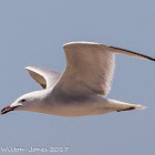 Audouin's Gull; Gaviota de Audouin