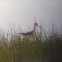 Lesser Yellowlegs