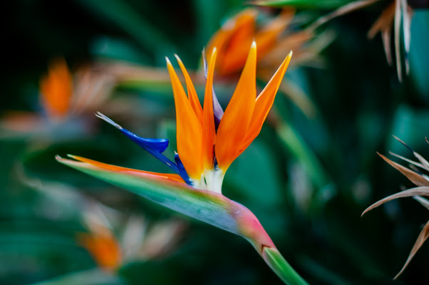 Fiore di Strelitzia, conosciuto come "Uccello del paradiso" di BeatriceCapone69