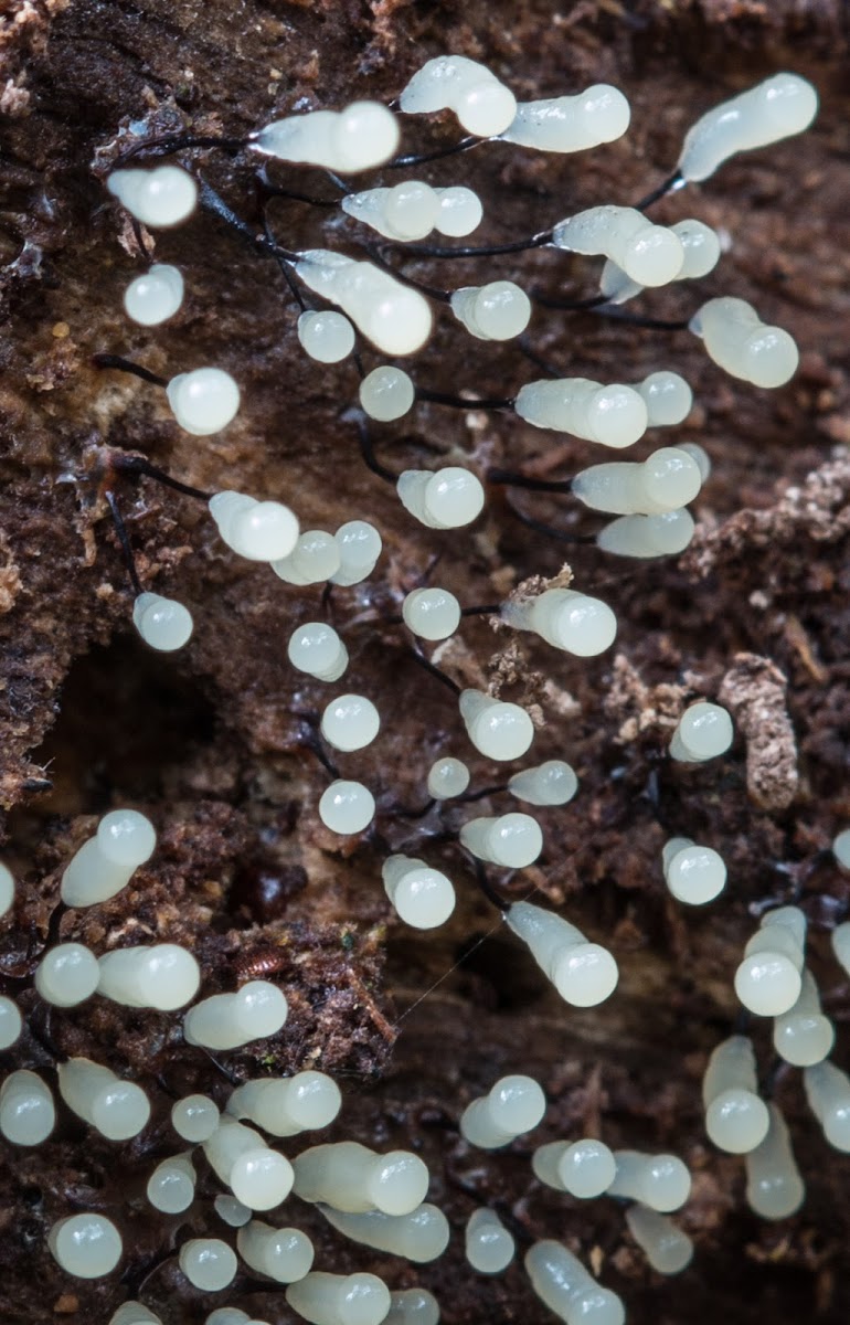 Slimemould