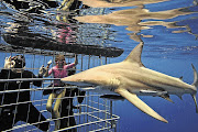 A shark might be great to look through a cage, but it could be tiring for them. 