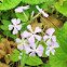 Wild Blue Phlox