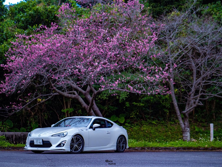 86の86乗りと繋がりたい・桜と愛車・八重岳・ドライブ・左斜め後ろ写真展に関するカスタム事例の投稿画像1枚目