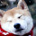 Akita HD Wallpapers Dog Theme