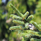 Coal Tit