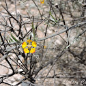 Oil-producing flower