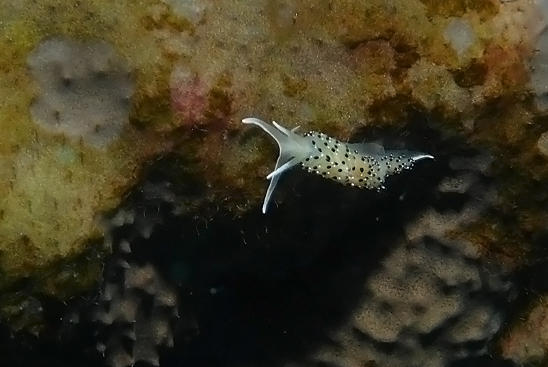 Caloria elegans