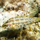 East Atlantic peacock wrasse