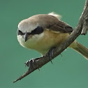 Philippine Shrike