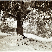 Albero d'olivo sotto la neve di 