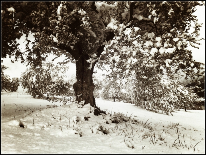 Albero d'olivo sotto la neve di superpupa