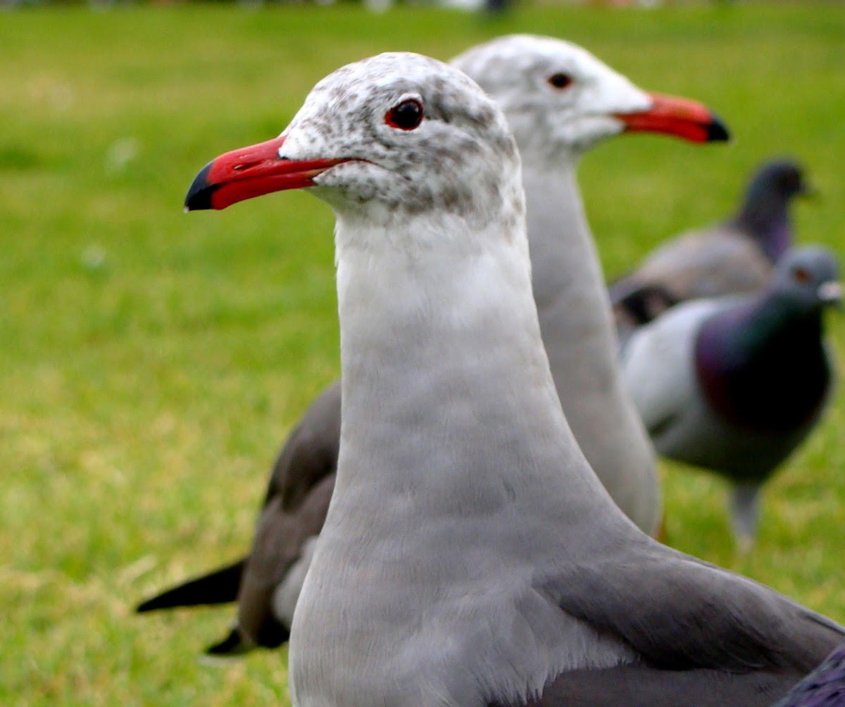 Heermann's gull