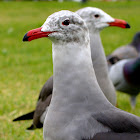 Heermann's gull