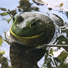 American bullfrog