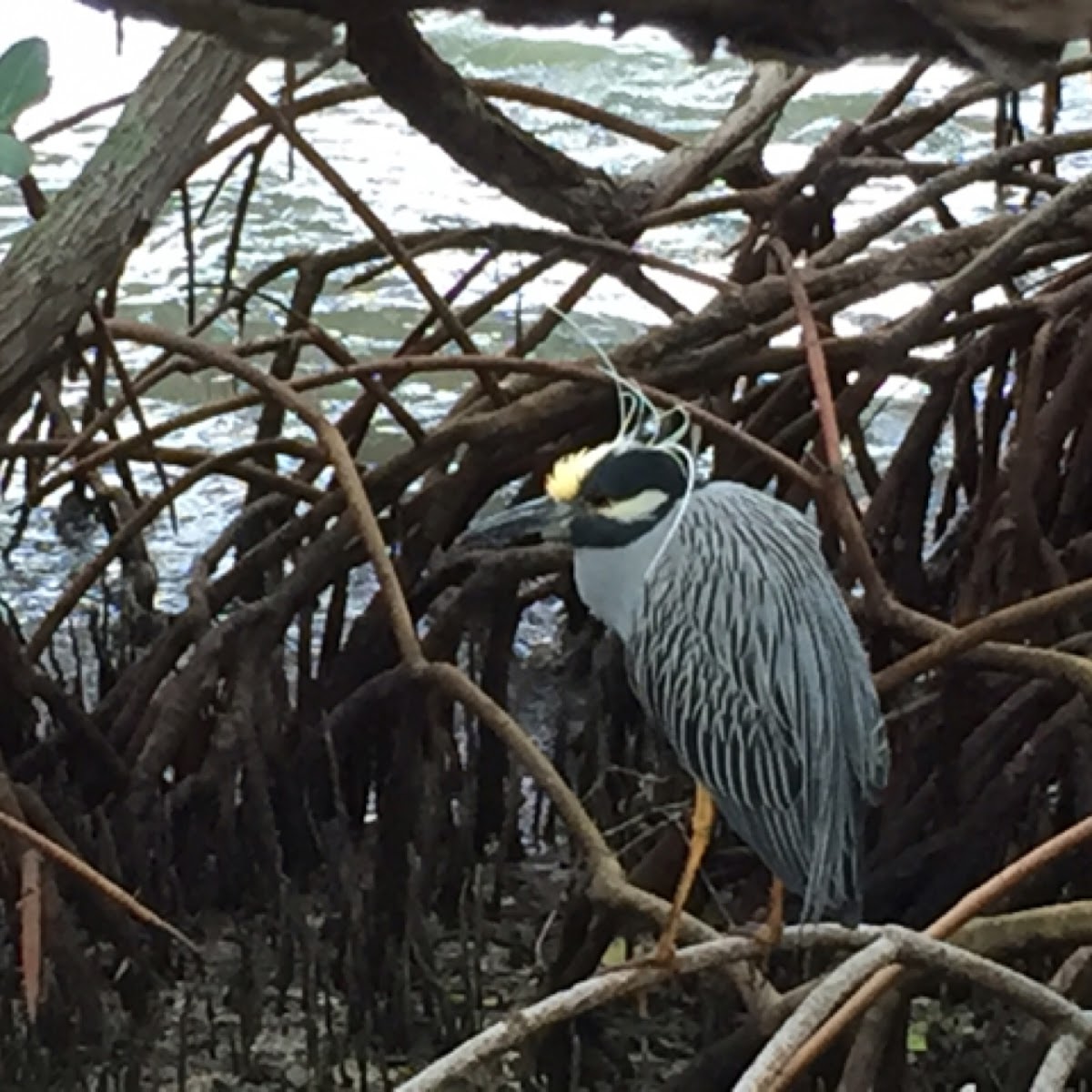 Yellow Crowned Night Heron