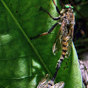 Green-Eyed Robber Fly