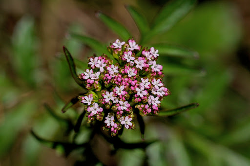 Centranthus calcitrapae