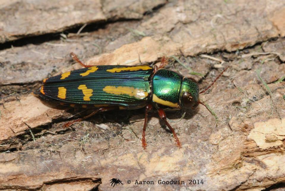 Red-legged Buprestis