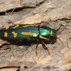 Red-legged Buprestis