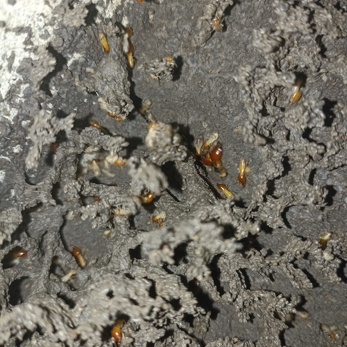 Subterranean Termites