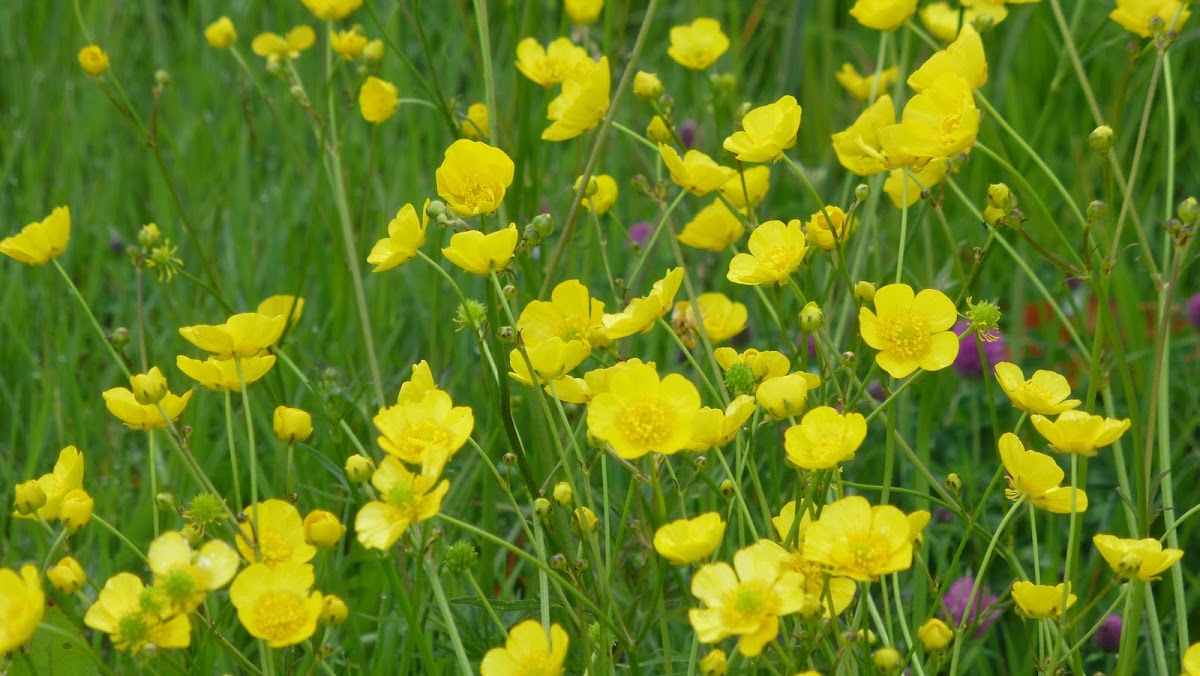 Meadow Buttercup