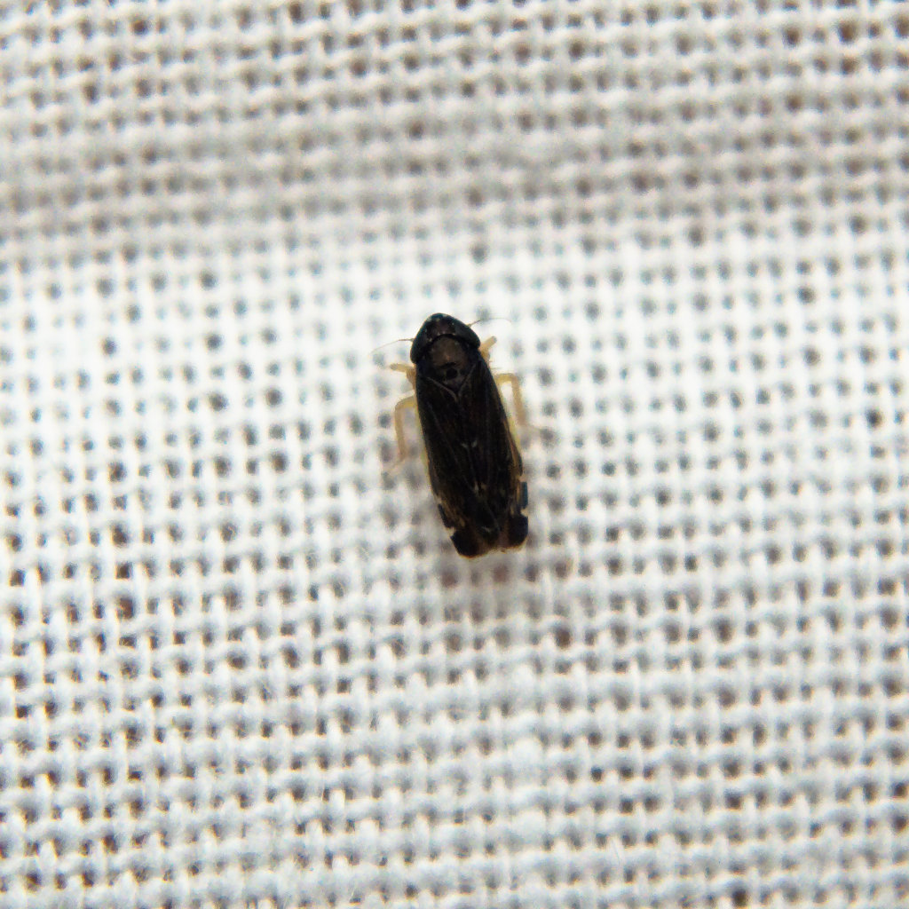 Black Leafhopper