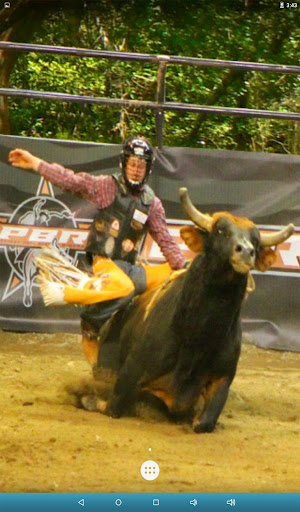 Bull Rodeo Live Wallpaper