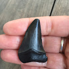 Magalodon shark tooth