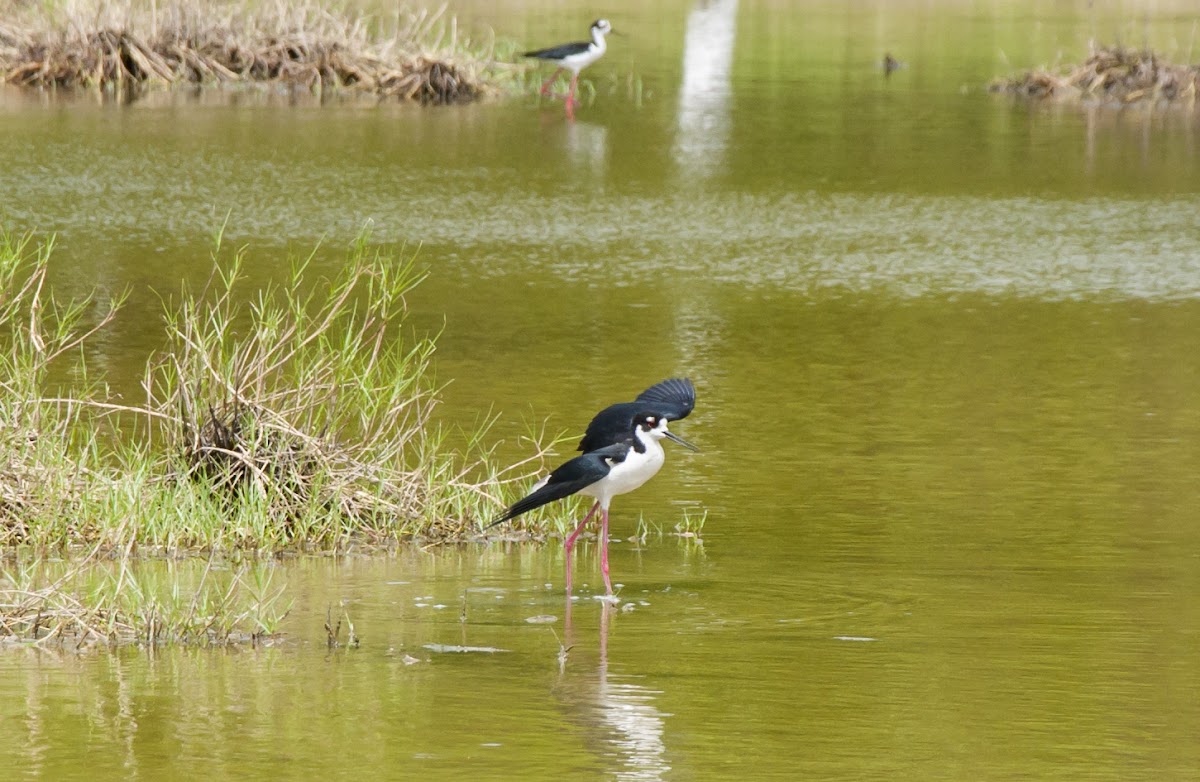 Black-necked Stilt