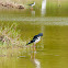 Black-necked Stilt