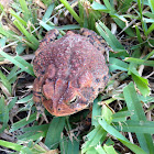 Southern Toad