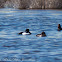 Tufted Duck; Porrón Moñuda