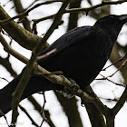 Carrion Crow