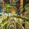 Woodland skipper