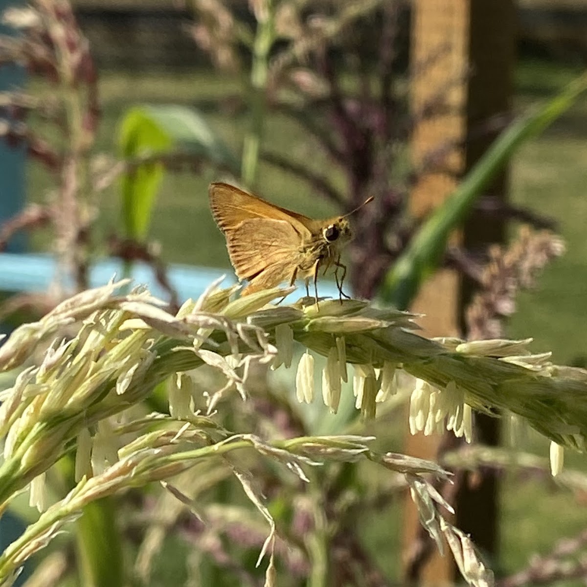 Woodland skipper