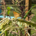 Woodland skipper