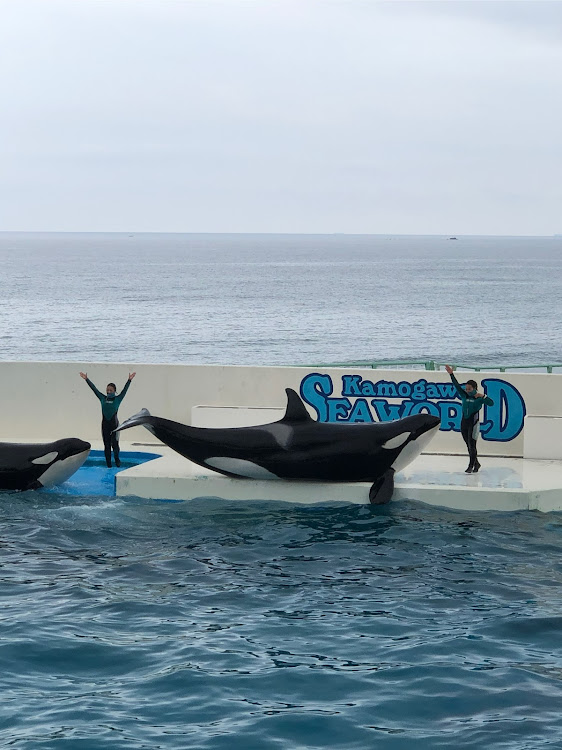 フリードの鴨川シーワールド・撮り忘れたに関するカスタム事例の投稿画像3枚目