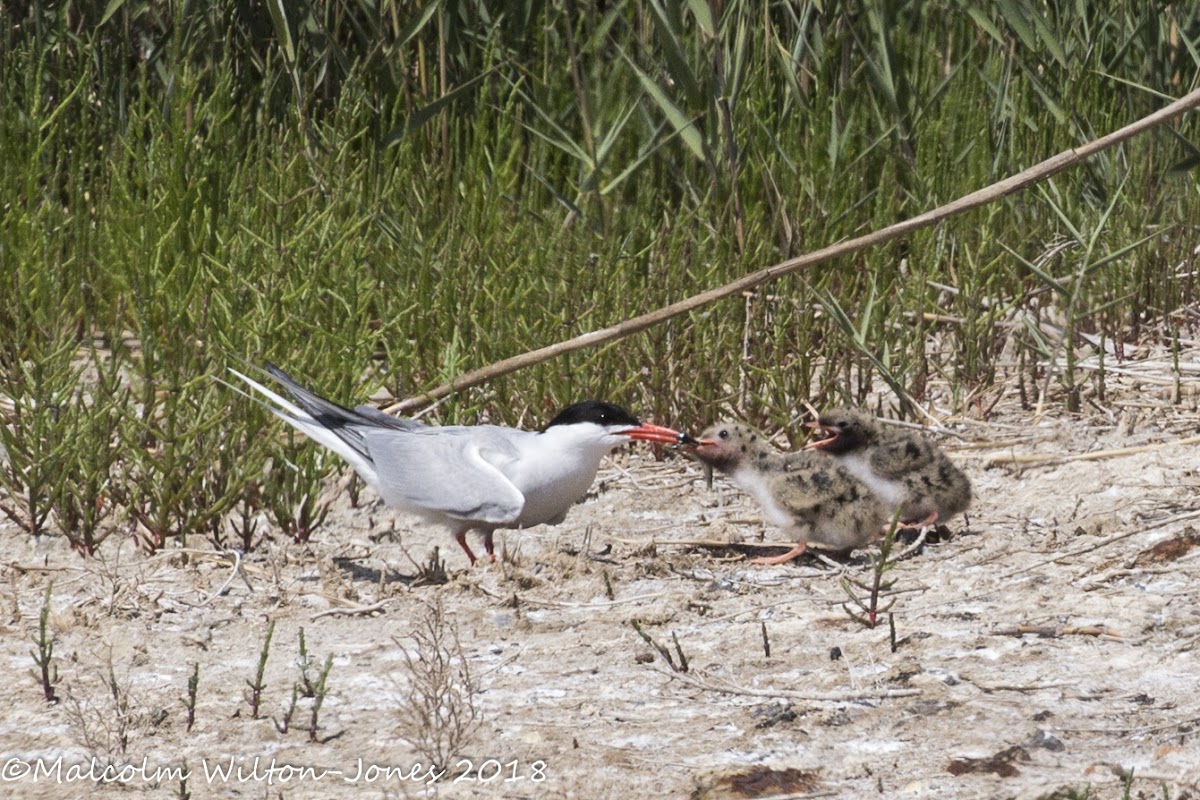 Common Tern; Charrán Común