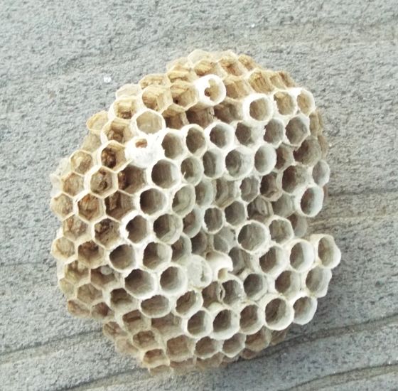 Paper Wasp