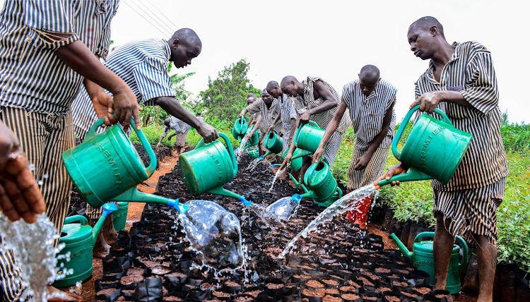 Inmates at the Kenya Prisons Training School Ruiru participate in the Greening Kenya Campaign through planting and caring for tree seedlings on September 12, 2019